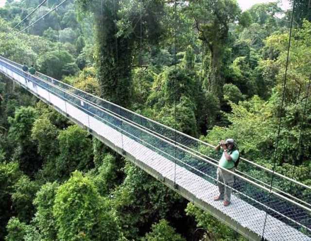 macritchie-reservoir-park-treetop-walk-guide-768x597