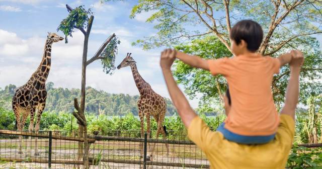 wild-africa-giraffes-1200x630